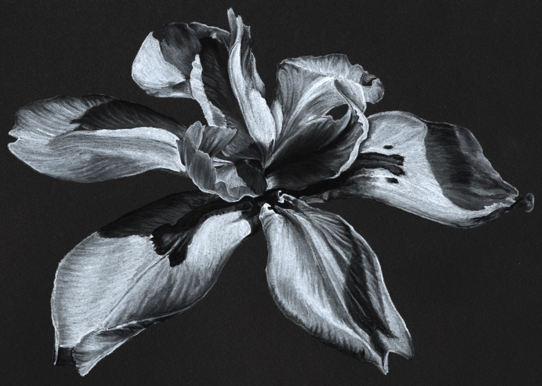 Flower Drawing with White Charcoal Pencil for Beginners