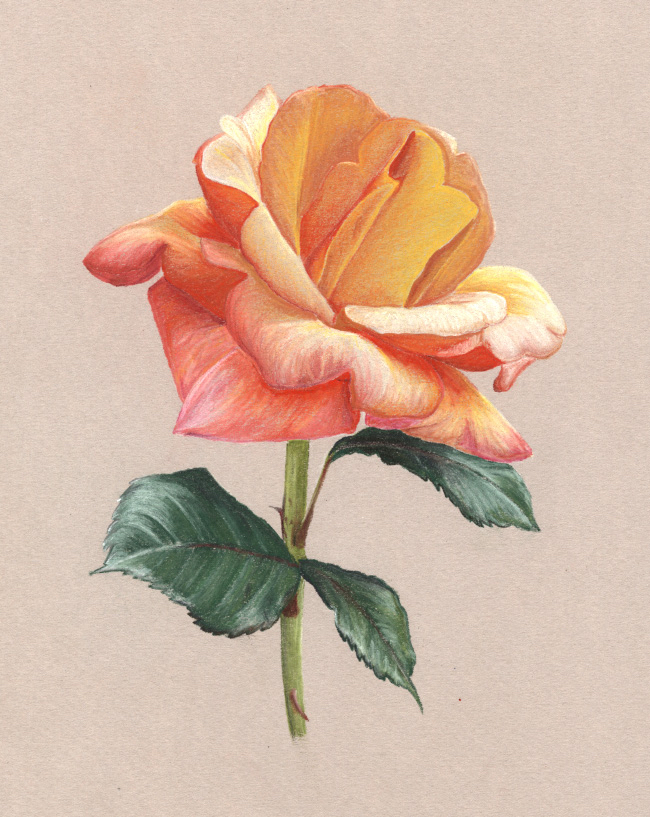 A hand drawn pastel and charcoal pencil color drawing of a pink, yellow, and peach rose flower
